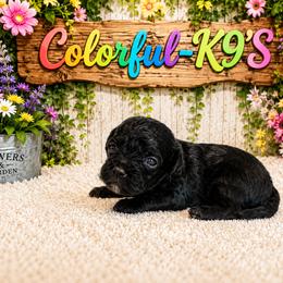 Gucci - Black and tan male Cavapoo puppy in Myrtle Beach, South Carolina from Colorful-K9'S