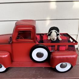 Tim - Black tri Miniature Australian Shepherd puppy in Saint Cloud, Minnesota from Minnesota House of Hounds