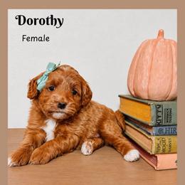 Dorothy - Red  female Goldendoodle puppy in Hilton, New York from The House of Goldendoodle