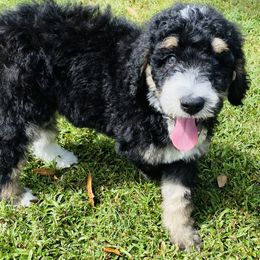 Bernedoodle Puppies from Doodles of Tampa Bay