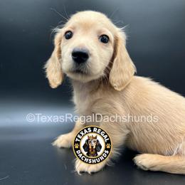 Parker - 3500 - Cream male Dachshund puppy in Houston, Texas from Texas Regal Dachshunds LLC