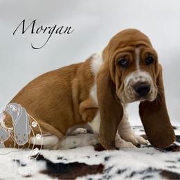 Morgan - Mahogany and white male Basset Hound puppy in Dingess, West Virginia from Tuckers' Howling Hounds