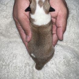 Companion Cross Puppies from Chilipoms