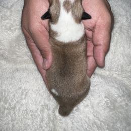 Companion Cross Puppies from Chilipoms