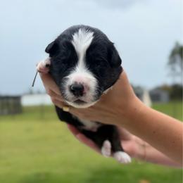Hut-hut - Black & white male Australian Shepherd puppy in Jacksonville, Florida from Autumn's Aussies