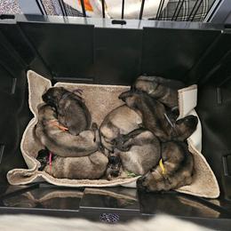 Shiloh Shepherd Puppies from SilverLiningShilohs