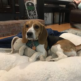 Beagle All Grown Up from Idaho Creekside Beagles