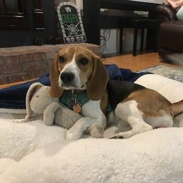 Beagle All Grown Up from Idaho Creekside Beagles