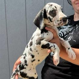Wasp - Harlequin female Great Dane puppy in Florida from Beachside Kennels