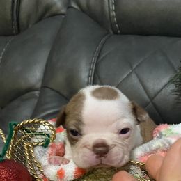 Boston Terrier Puppies from Boston Terriers