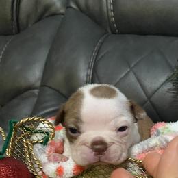 Boston Terrier Puppies from Boston Terriers