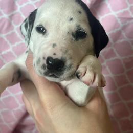Snickers - White and black female Dalmatian puppy in Austin, Texas from Dazzling Dalz