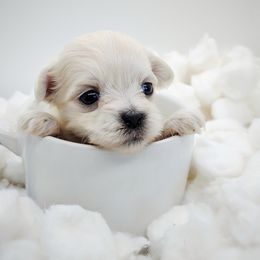 Companion Cross, Maltese, and Maltipoo Puppies from Seeking Shalom Acres Maltese, Maltipoos & Havamalts