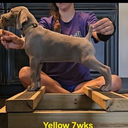 Weimaraner puppies from So-IN Weimaraner's