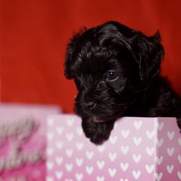 Orange Collar Girl - Black female Yorkipoo puppy in Las Vegas, Nevada from Plush Toy Poodle Puppies & Pals