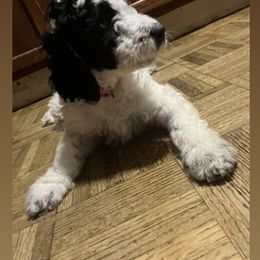 Poodle Puppies from Sarah’s Standards