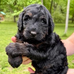 Affogato - Phantom female Bernedoodle puppy in Midland, Michigan from Northern Charm Farm