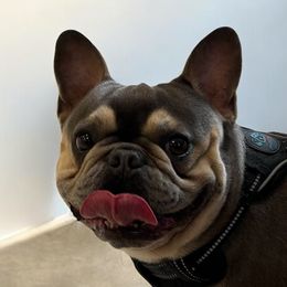 Boston Terriers and French Bulldogs from Absolutely Boston Terriers and French Bulldogs