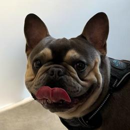 Boston Terriers and French Bulldogs from Absolutely Boston Terriers and French Bulldogs