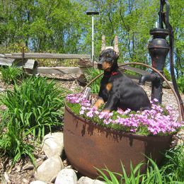 Doberman Pinscher Puppies from Laurel Vail