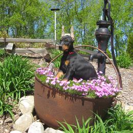 Doberman Pinscher Puppies from Laurel Vail