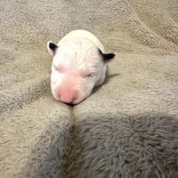 Female 2 - White female Bull Terrier puppy in Trussville, Alabama from Alabama Bull Terriers