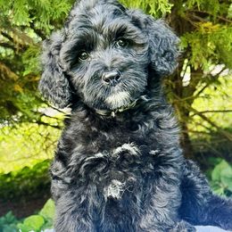 Peggy - Black and white female Portuguese Water Dog puppy in Asheville, North Carolina from Top Notch Portuguese Water Dogs