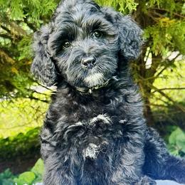 Peggy - Black and white female Portuguese Water Dog puppy in Asheville, North Carolina from Top Notch Portuguese Water Dogs