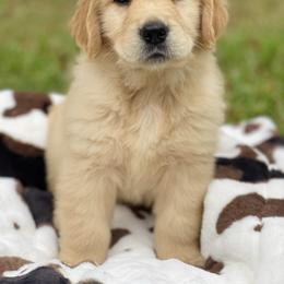 Golden Retriever Puppies from All shades Golden