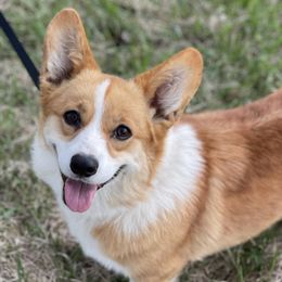 Pembroke Welsh Corgis from Mill Pond Homestead