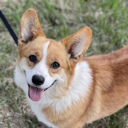 Pembroke Welsh Corgis from Mill Pond Homestead