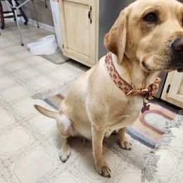 Mavis - Labrador Retriever