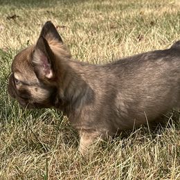French Bulldog Puppies from Christie's Frenchies