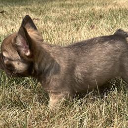 French Bulldog Puppies from Christie's Frenchies