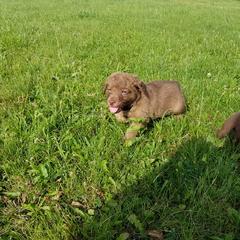 Chesapeake Bay Retriever Puppies from Twin Oak's Chesapeakes