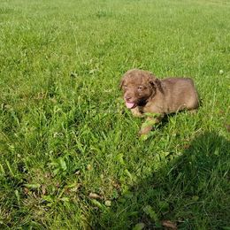 Chesapeake Bay Retriever Puppies from Twin Oak's Chesapeakes