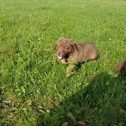 Chesapeake Bay Retriever Puppies from Twin Oak's Chesapeakes