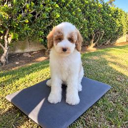Milo - Parti male Poodle puppy in Los Angeles, California from Exquisite Doodles