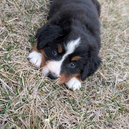 Yellow - Black rust and white female Bernese Mountain Dog puppy in Paxton, Illinois from Loschen Farms Inc.
