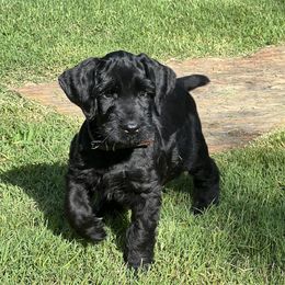 Giant Schnauzer Puppies from Hannah's Haus & Farm
