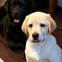 Labrador Retrievers from Belrose Labradors