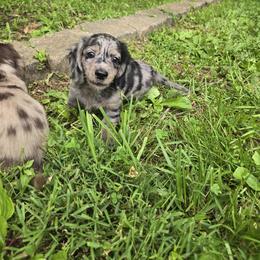 Dachshund Puppies from Pure Joy Dachshunds