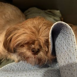 Sparkles - Shih Tzu