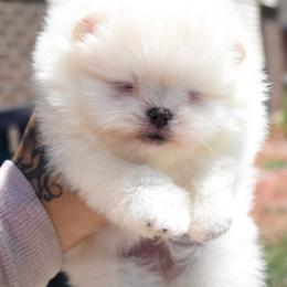 Saint - Cream male Pomeranian puppy in Westminster, Colorado from VanityPom’s
