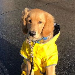 Golden Retrievers from Wishaw Whisky Golden Retrievers