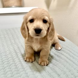 Kaleo - Cream male Dachshund puppy in Fullerton, California from Lake Forest Cream Dachshunds
