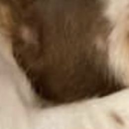 Catahoula Leopard Dogs and Pomeranians from Our Eden Ranch Puppies