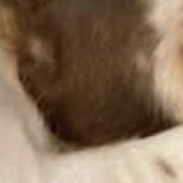 Catahoula Leopard Dogs and Pomeranians from Our Eden Ranch Puppies