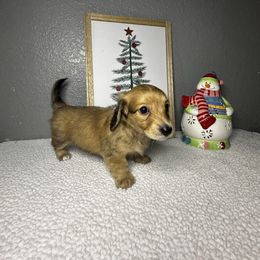 Addy - Cream female Dachshund puppy in Tahlequah, Oklahoma from Quick Little Dachshunds