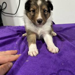 Blue - White and sable male Shetland Sheepdog puppy in Fontanelle, Iowa from Jensen Farms Shelties